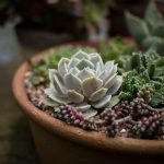 Taking Care of Succulents