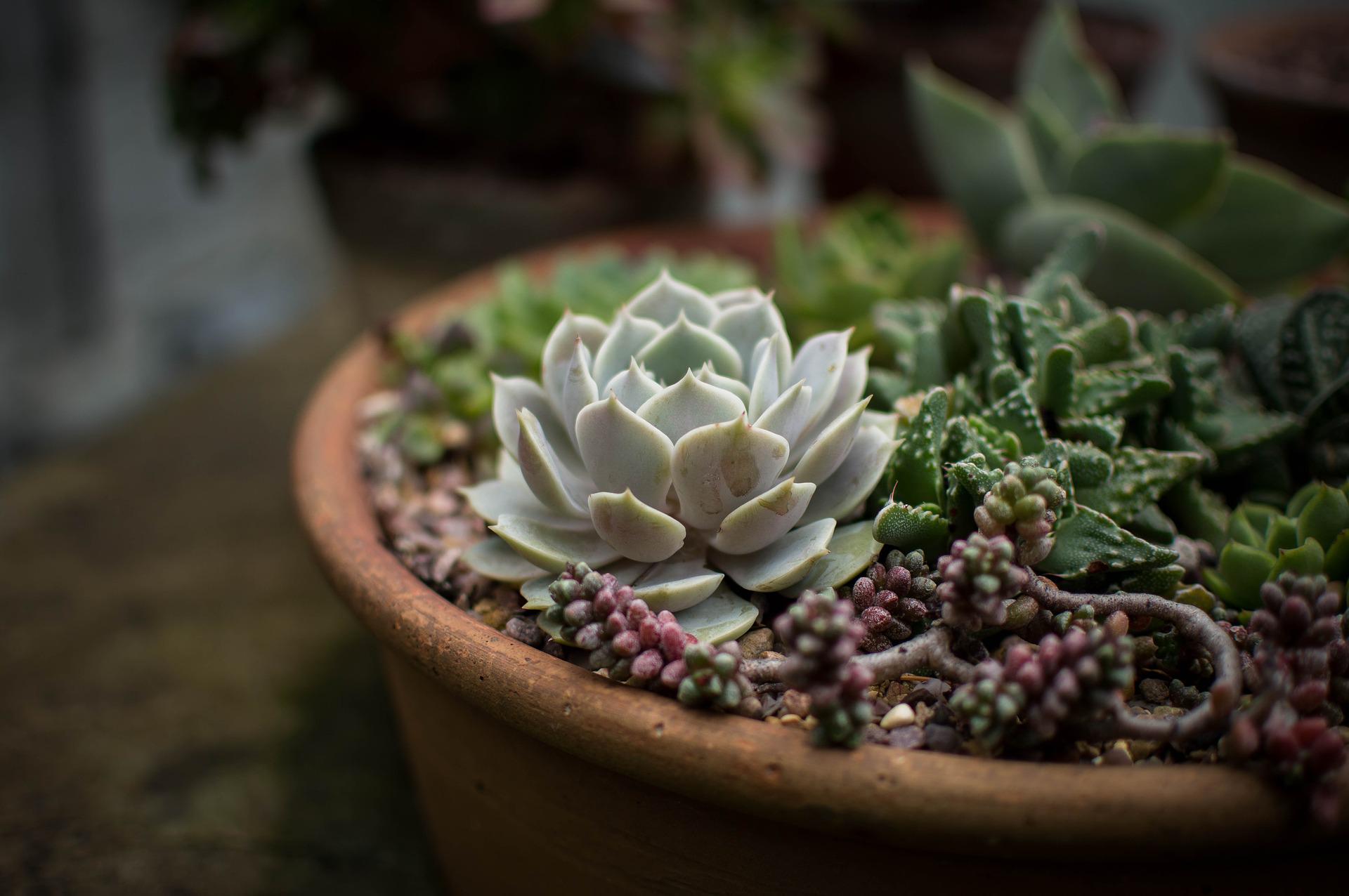 The Basics of Planting and Taking Care of Succulents